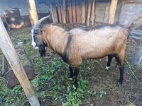 თხა, LaMancha goats — ფოტო 3