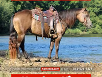 Caballo, Quarter Horse — foto 1
