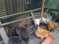 Chickens — ფოტო 2