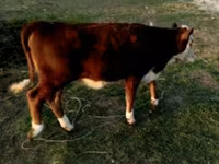 ხარი, Swiss cattle — ფოტო 2