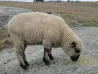 मेढ़ा, Hampshire sheep — फ़ोटो 4