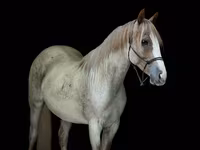 فرس, Quarter Horse — الصورة 2