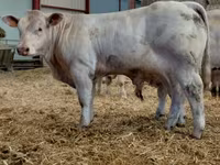 ხარი, Charolais cattle — ფოტო 4