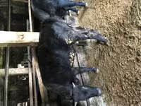 Toro, Simmental cattle — foto 1