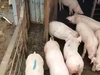 Eber, Schweine — Foto 5