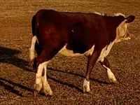 ხარი, Swiss cattle — ფოტო 8