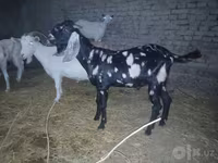 თხა, Beetal goats — ფოტო 4