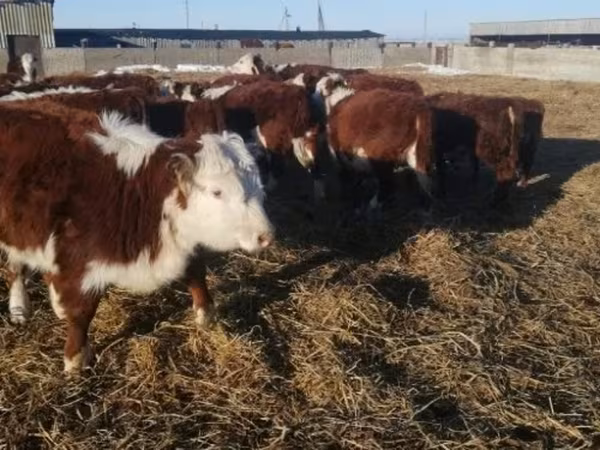 Vaca, Ganado vacuno — Rusia