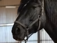 فرس, Orlov Trotter — الصورة 7
