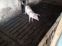 ნეზვი, Дюрок — ფოტო 3