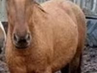 Yegua, Percheron — foto 6