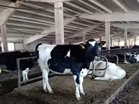 Bulle, Russian Black pied cattle — Foto 2