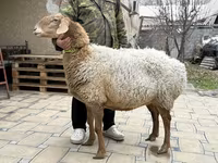 भेड़, Awassi sheep — फ़ोटो 1