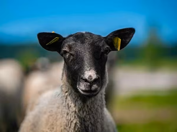 Ram, Romanov sheep — Russia