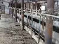 Vaca, Tipo de fábrica de Bukovina de la vaca ucraniana roja y moteada. — foto 1