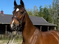 კვიცი, Dutch warmblood horse — ფოტო 1