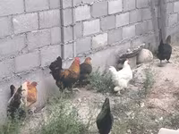 Chickens — ფოტო 7