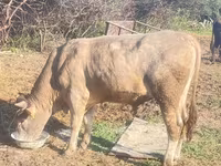 Toro, Ganado vacuno — foto 4