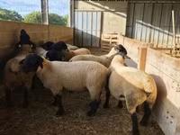 ვერძი, White Suffolk sheep — ფოტო 4