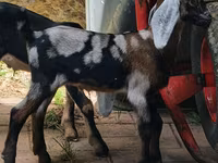 बकरी, Nubian Goat — फ़ोटो 4