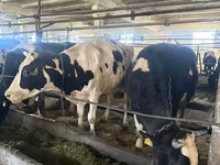 Cow, Swiss cattle — photo 3