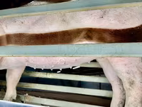 母猪, Pigs — 照片 4