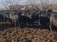 ძროხა, მსხვილფეხა რქოსანი — ფოტო 4