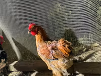 Chickens — फ़ोटो 3