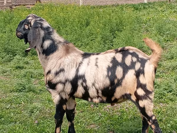 თხა, Nubian Goat