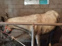 ცხენი, Horse breed — ფოტო 3