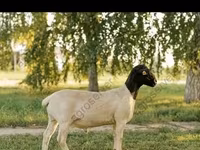 मेढ़ा, Edilbay sheep — फ़ोटो 6