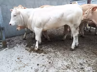 Vaca, Raza de vaca — foto 4