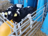 公牛, Holstein breed — 照片 6