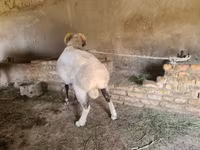 Carnero, Rhon sheep — foto 2