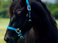 Yegua, Rocky Mountain Horse — foto 6