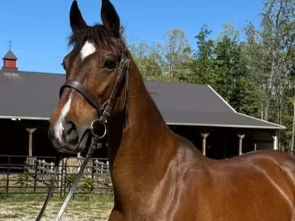 Yegua, Dutch warmblood horse