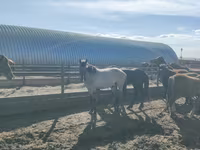 ცხენი, Horse breed — ფოტო 4