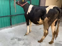 गाय, गोलस्टीन नस्ल — फ़ोटो 6