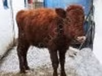 母牛, Cattle — 照片 2