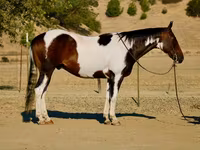 ცხენი, National Show Horse — ფოტო 1