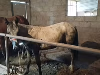 ცხენი, Horse breed — ფოტო 1
