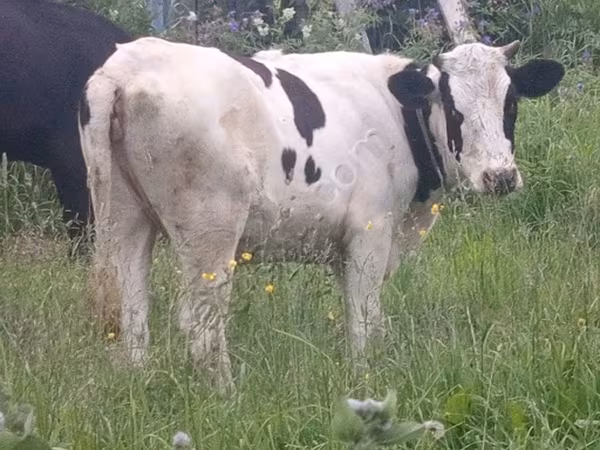 Bulle, Holstein-Rasse