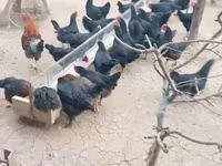 Chickens — photo 2