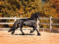 Hengst, Friesian — Foto 2