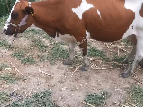 بقرة, أيرشير