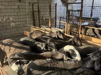 Ram, Sheep — photo 4