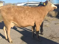 Kuh, Simmental cattle — Foto 6