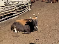 ძროხა, Latvian Blue cattle — ფოტო 4