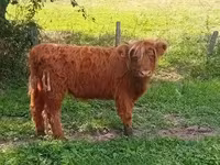 गाय, Highland — फ़ोटो 3