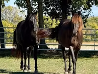 حصان, Rocky Mountain Horse — الصورة 7